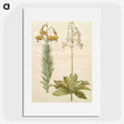 3-22_Maria-Sibylla-Merian_picture