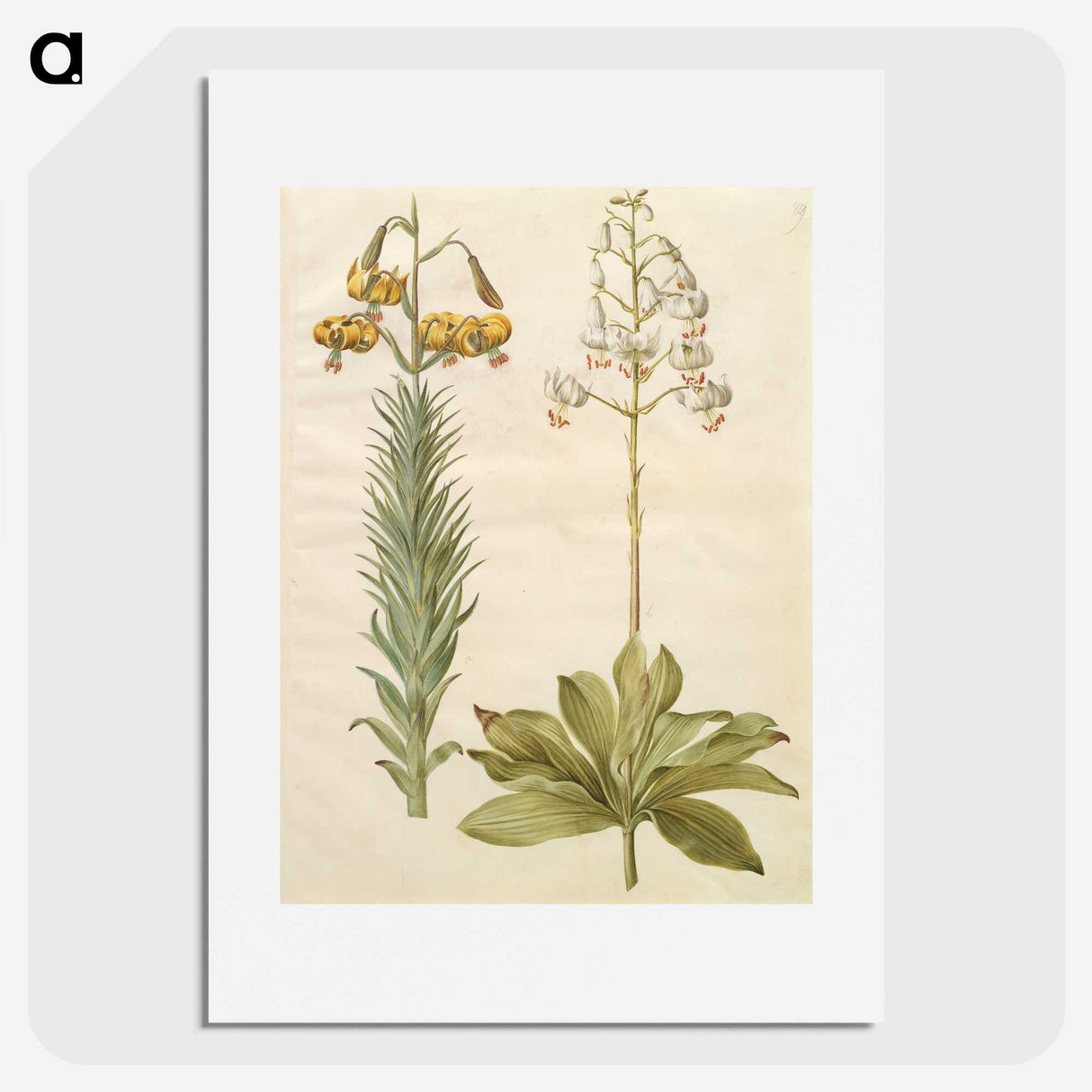 3-22_Maria-Sibylla-Merian_picture