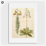 3-22_Maria-Sibylla-Merian_picture