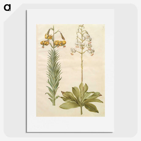 3-22_Maria-Sibylla-Merian_picture