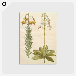 3-22_Maria-Sibylla-Merian_postcard