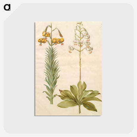 アートポストカード-Lilium
 - マリア ジビーラ メーリアン Postcard.