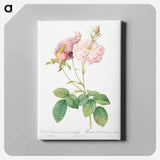 アートパネル-Celsiana, Damask Rose (Rosa damascena celsiana) - ピエール ジョゼフ ルドゥーテ Canvas.