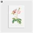 アートポストカード-Celsiana, Damask Rose (Rosa damascena celsiana) - ピエール ジョゼフ ルドゥーテ Postcard.