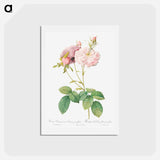 アートポストカード-Celsiana, Damask Rose (Rosa damascena celsiana) - ピエール ジョゼフ ルドゥーテ Postcard.