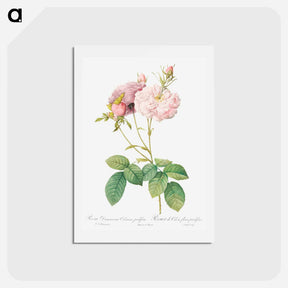 アートポストカード-Celsiana, Damask Rose (Rosa damascena celsiana) - ピエール ジョゼフ ルドゥーテ Postcard.