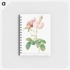 アートメモ帳-Celsiana, Damask Rose (Rosa damascena celsiana) - ピエール ジョゼフ ルドゥーテ Memo.