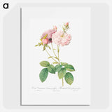 Celsiana, Damask Rose (Rosa damascena celsiana) - Pierre Joseph Redouté Poster.