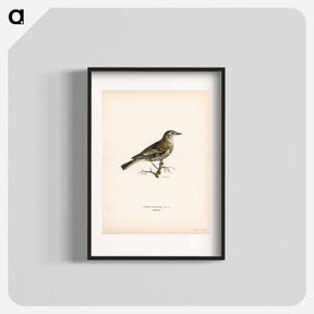 アートポスター-Turdus viscivorus
 - スヴェンスカ フォグラル Poster.
