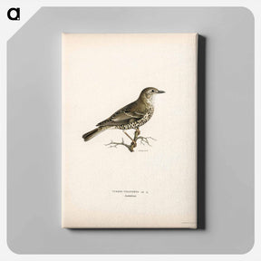 アートパネル-Turdus viscivorus
 - スヴェンスカ フォグラル Canvas.