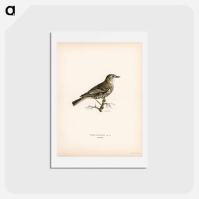 アートポストカード-Turdus viscivorus
 - スヴェンスカ フォグラル Postcard.