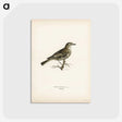 3-22_Svenska-Faglar_postcard