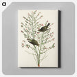 アートパネル-Orange-crowned Warbler from Birds of America
 - アメリカの鳥たち Canvas.