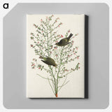 アートパネル-Orange-crowned Warbler from Birds of America
 - アメリカの鳥たち Canvas.