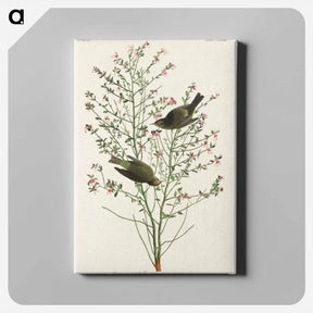アートパネル-Orange-crowned Warbler from Birds of America
 - アメリカの鳥たち Canvas.