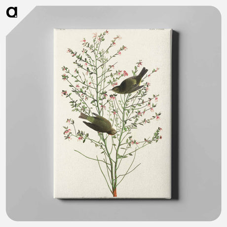アートパネル-Orange-crowned Warbler from Birds of America
 - アメリカの鳥たち Canvas.
