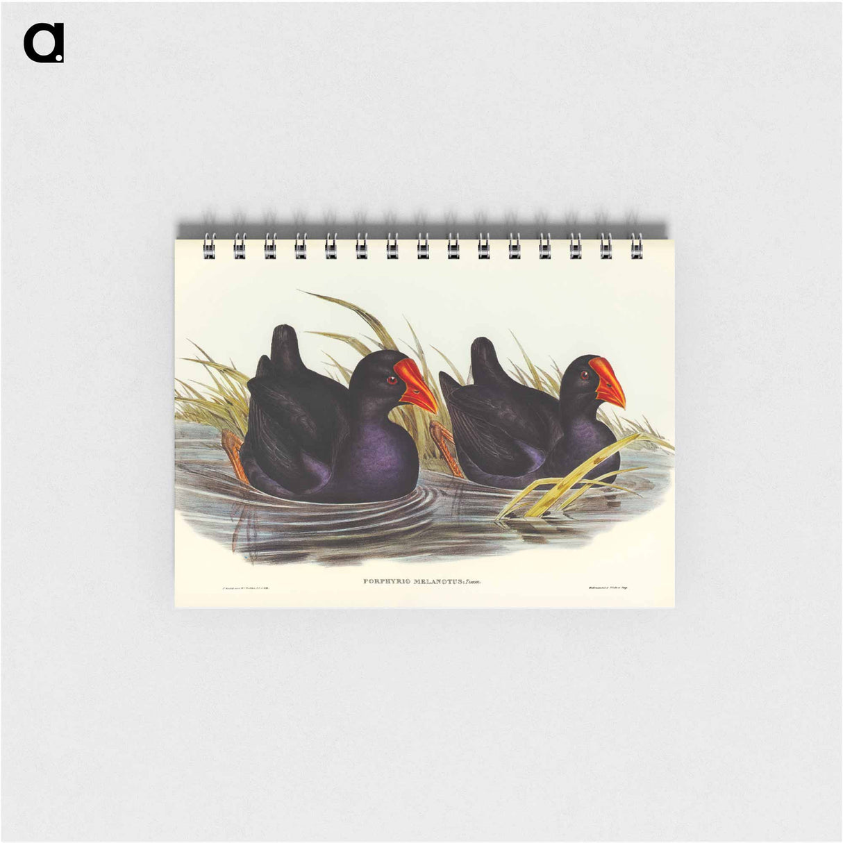 アートメモ帳-Black-backed Porphyrio
 - オーストラリアの鳥 Memo.