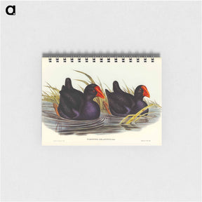 アートメモ帳-Black-backed Porphyrio
 - オーストラリアの鳥 Memo.