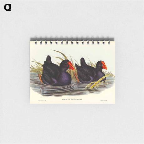 アートメモ帳-Black-backed Porphyrio
 - オーストラリアの鳥 Memo.