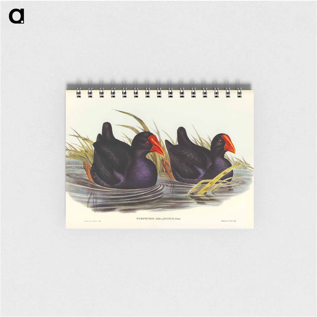 アートメモ帳-Black-backed Porphyrio
 - オーストラリアの鳥 Memo.