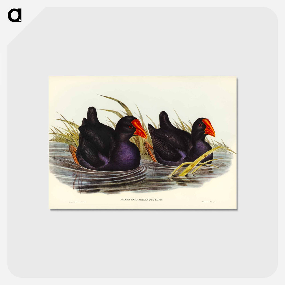 アートポストカード-Black-backed Porphyrio
 - オーストラリアの鳥 Postcard.