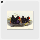 アートポストカード-Black-backed Porphyrio
 - オーストラリアの鳥 Postcard.