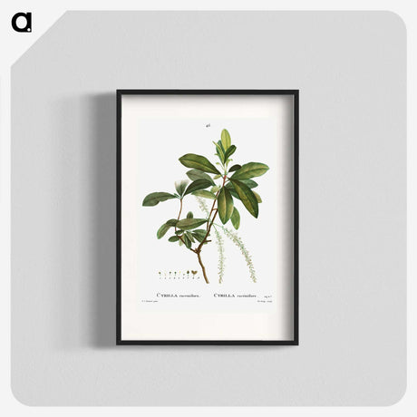 3-22_Treatise-on-Trees-and-Shrubs_blk