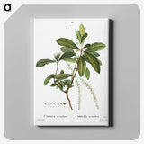 3-22_Treatise-on-Trees-and-Shrubs_canvas