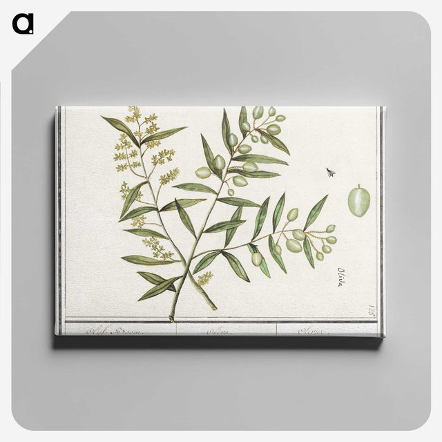 3-23_Anselmus-Boetius-de-Boodt_canvas