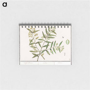 アートメモ帳-Olive - アンセルムス ボエティウス デ ブート Memo.