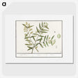 3-23_Anselmus-Boetius-de-Boodt_picture