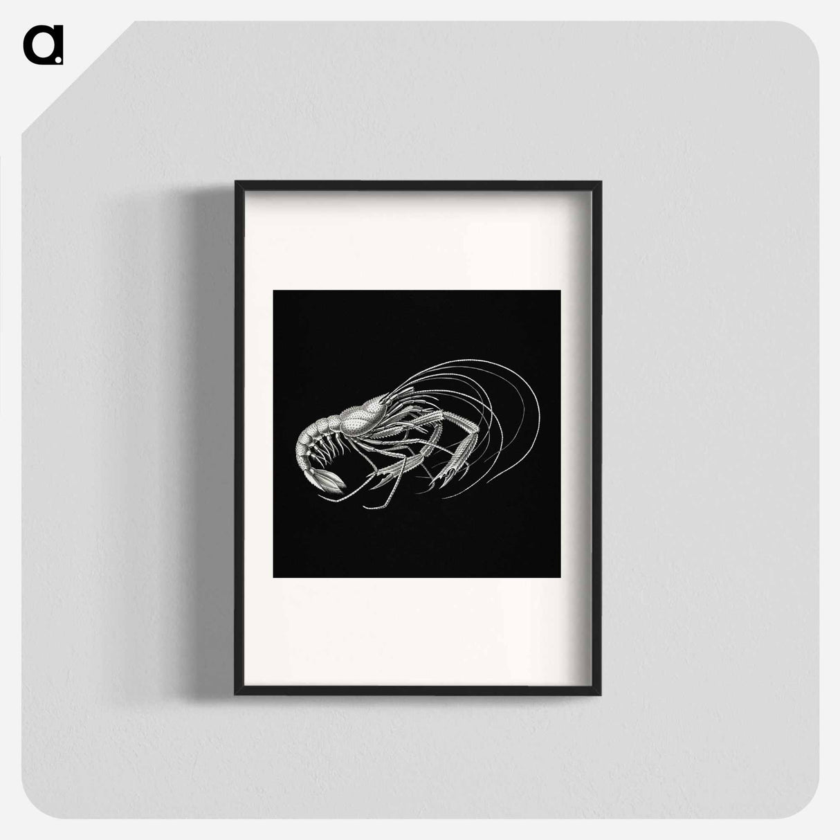 Vintage prawn marine life illustration - エルンスト ヘッケル Poster.