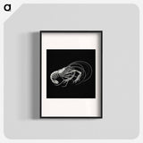 Vintage prawn marine life illustration - エルンスト ヘッケル Poster.