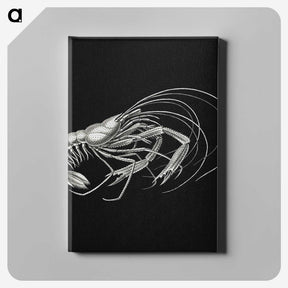 3-23_Ernst-Haeckel_canvas