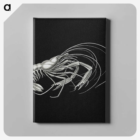 3-23_Ernst-Haeckel_canvas
