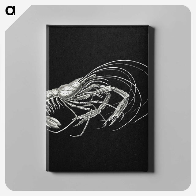 3-23_Ernst-Haeckel_canvas