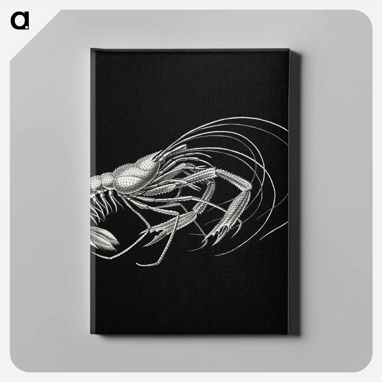 Vintage prawn marine life illustration - エルンスト ヘッケル Canvas.