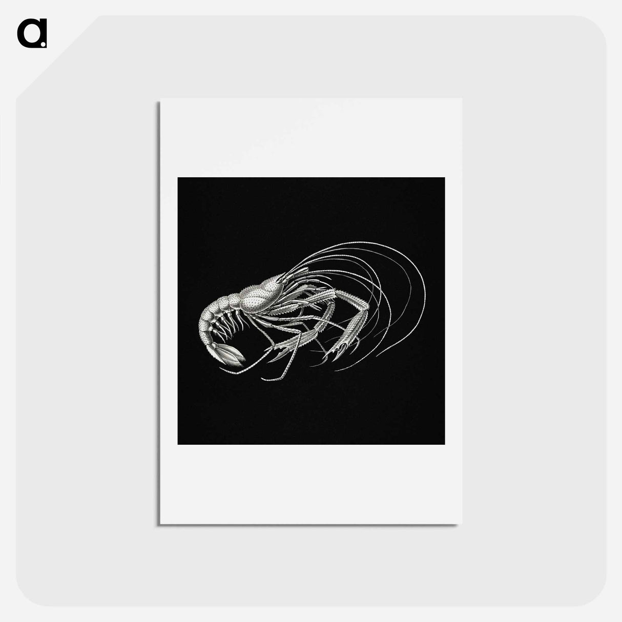 アートポストカード-Vintage prawn marine life illustration - エルンスト ヘッケル Postcard.