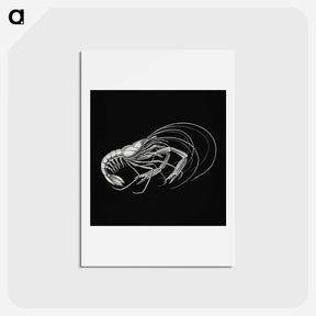 アートポストカード-Vintage prawn marine life illustration - エルンスト ヘッケル Postcard.
