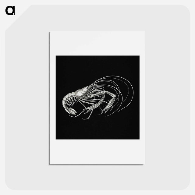 アートポストカード-Vintage prawn marine life illustration - エルンスト ヘッケル Postcard.
