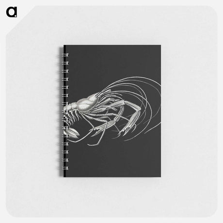 アートメモ帳-Vintage prawn marine life illustration - エルンスト ヘッケル Memo.