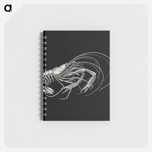 アートメモ帳-Vintage prawn marine life illustration - エルンスト ヘッケル Memo.