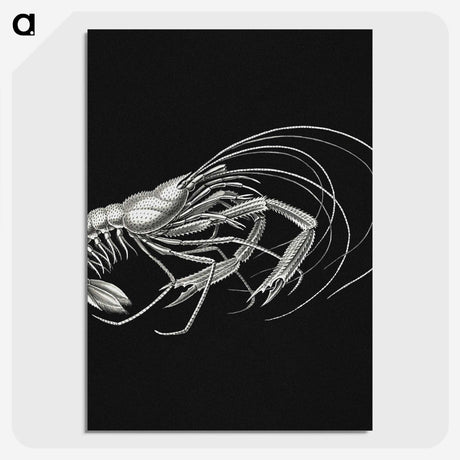 3-23_Ernst-Haeckel_picture-crop