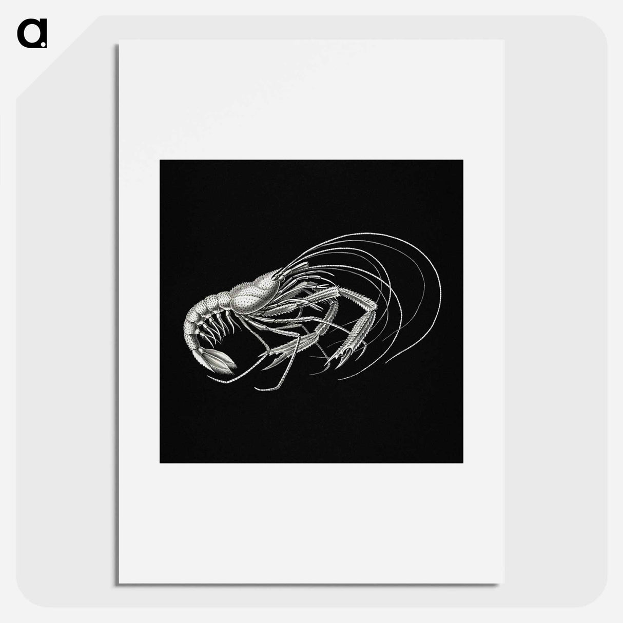 Vintage prawn marine life illustration - エルンスト ヘッケル Poster.