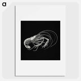 Vintage prawn marine life illustration - エルンスト ヘッケル Poster.