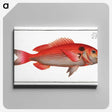3-23_Ichtyologie-ou-Histoire-naturelle_canvas
