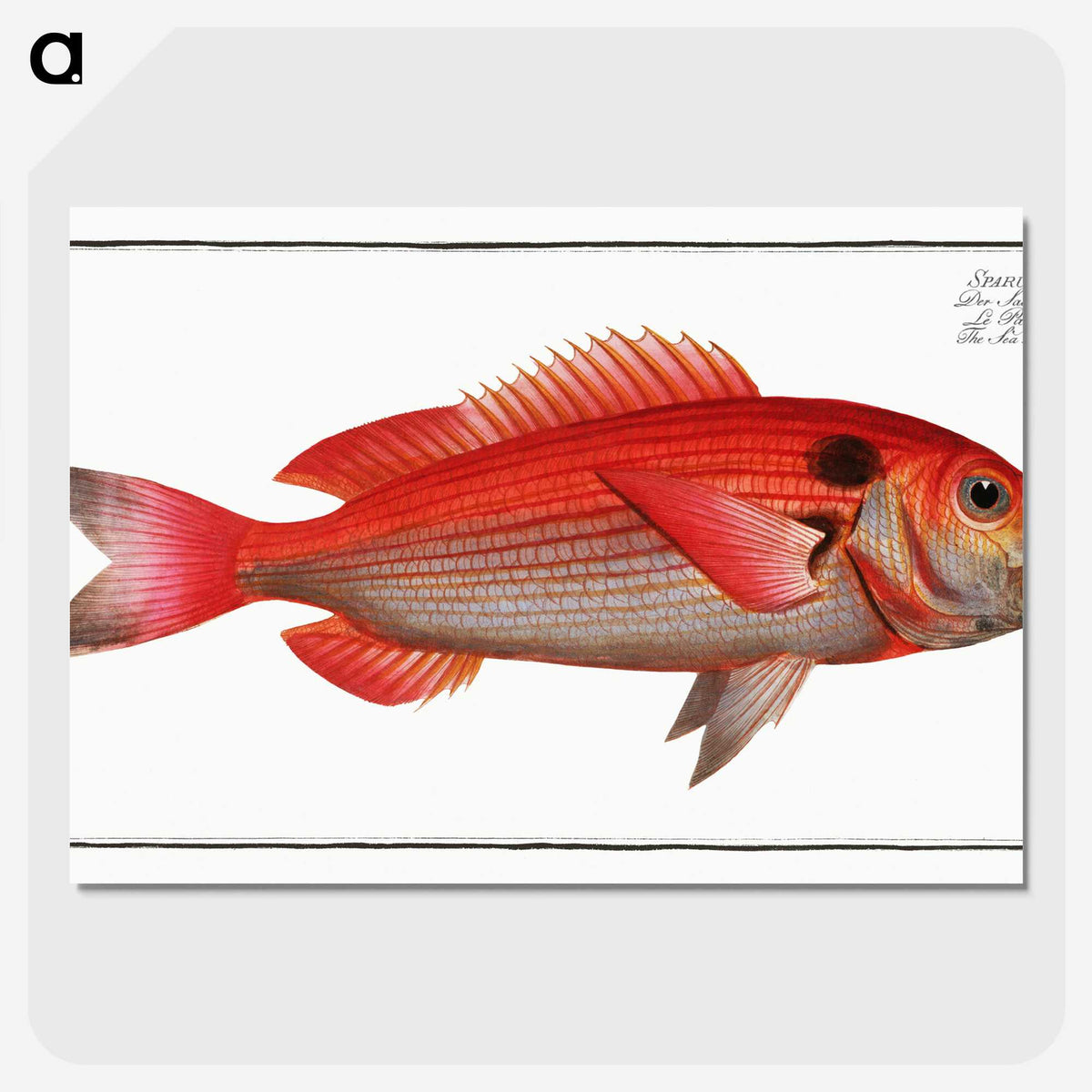 3-23_Ichtyologie-ou-Histoire-naturelle_picture-crop
