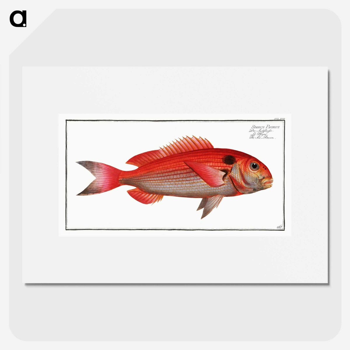 3-23_Ichtyologie-ou-Histoire-naturelle_picture