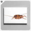 3-23_Insects-Unlocked-Project_canvas