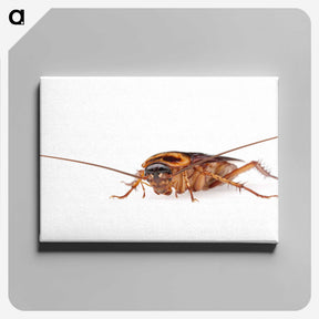 3-23_Insects-Unlocked-Project_canvas